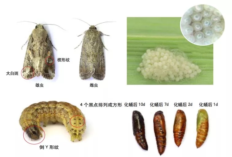 �߿՜y(c��)��(b��o)���O(ji��n)�y(c��)�ͷ��βݵ�؝ҹ�꣬Ч��ʮ�����@